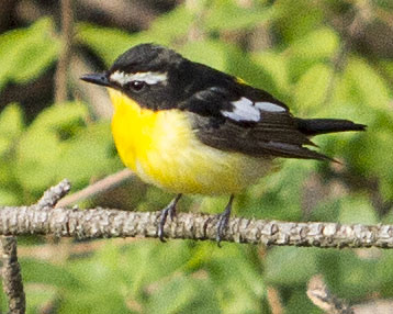 Yellow-rumped flycatcher